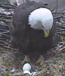 eagle mama-with-eggs