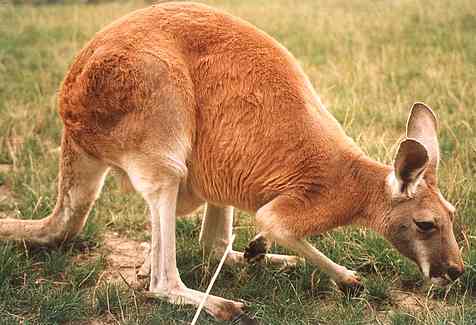 kangaroo-image