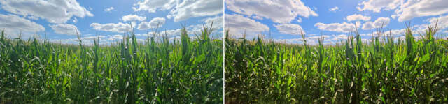 Corn-Field-Comparison-Before-After 