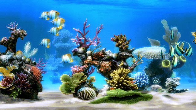 ashampoo-live aquarium-4k-wide-reef